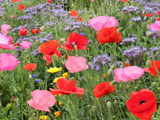 highfied meadow highfied meadow 01-230x173